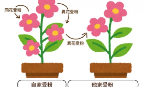 小排和仔排的区别-小排和仔排图片、仔排就是小排吗 -仔排和小拍区别图片网